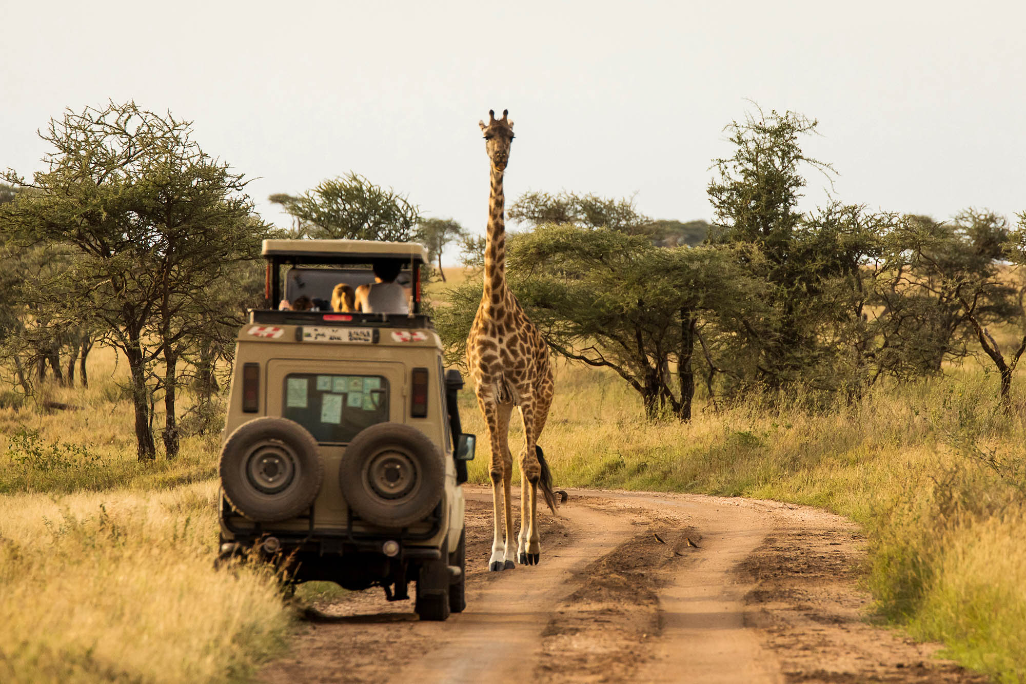 African safari