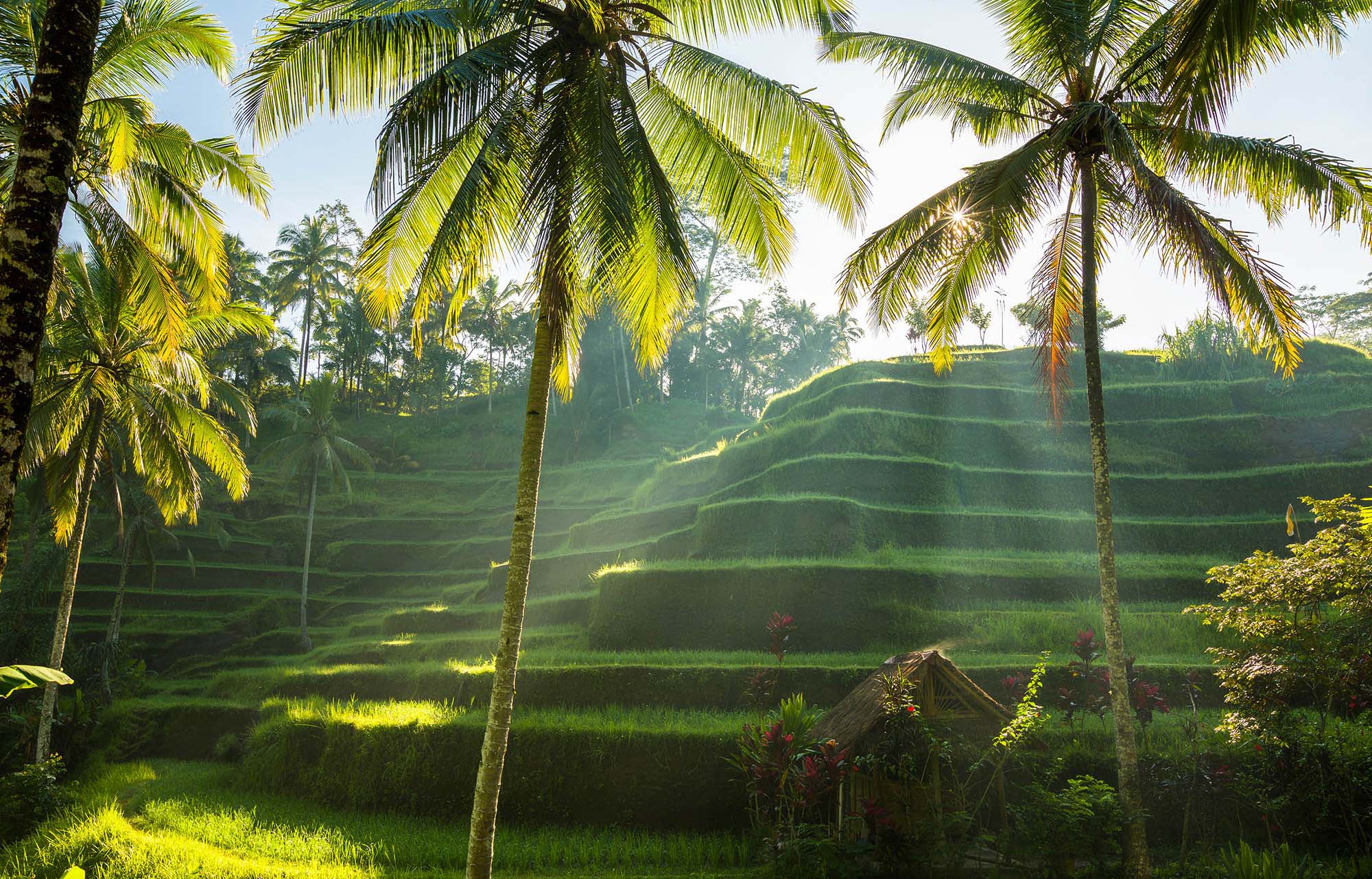 rice terraces